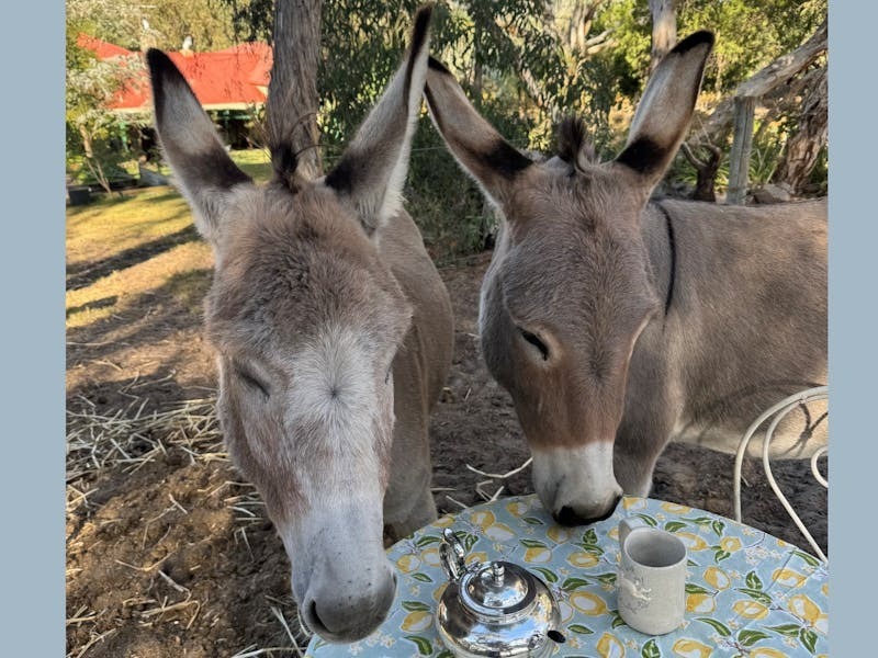 Mothers Day Donkey Journey and Afternoon Tea