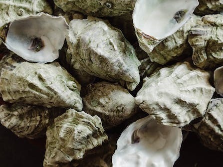 Oyster Palooza at Never Never Distilling Co.
