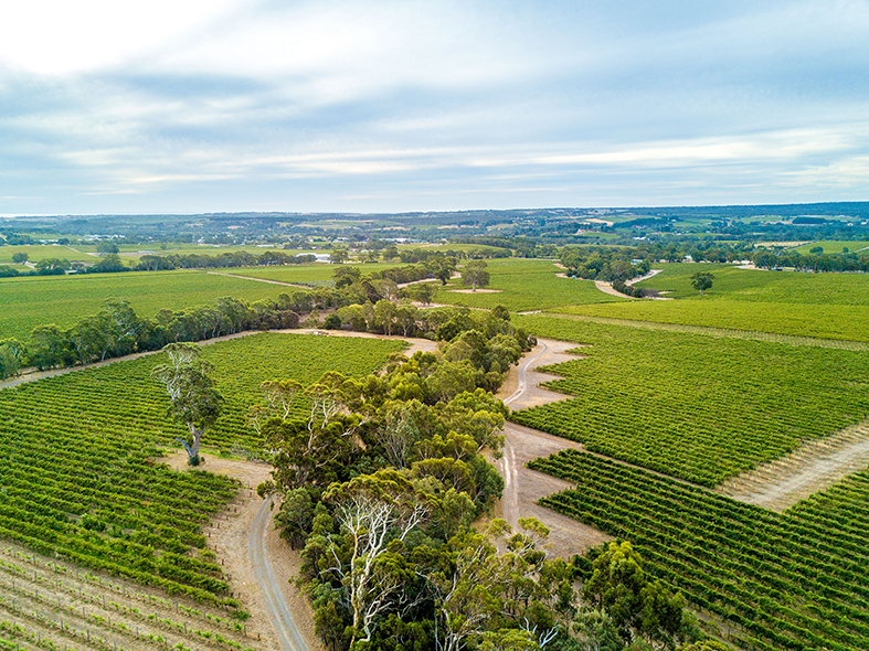 Isaac Foreman Serio Drone Photography Gemtree Wines