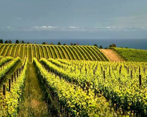 Adelaide's Top Food And Wine Tours - Fleurieu Peninsula