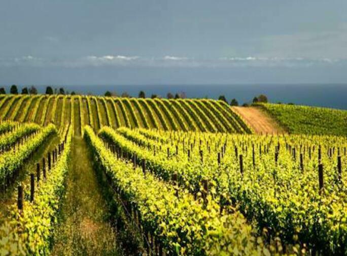 Adelaide's Top Food And Wine Tours - Fleurieu Peninsula