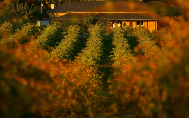 A view of the front of the restaurant through the vines