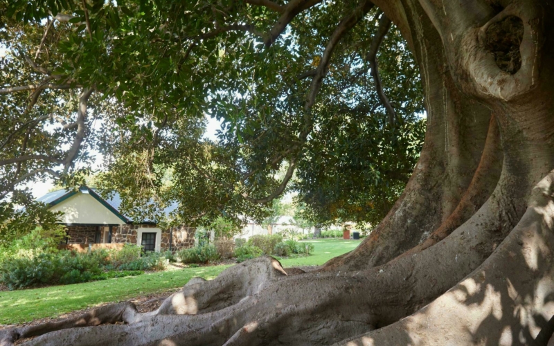 Hardys Winery Moretan Bay Fig Tree