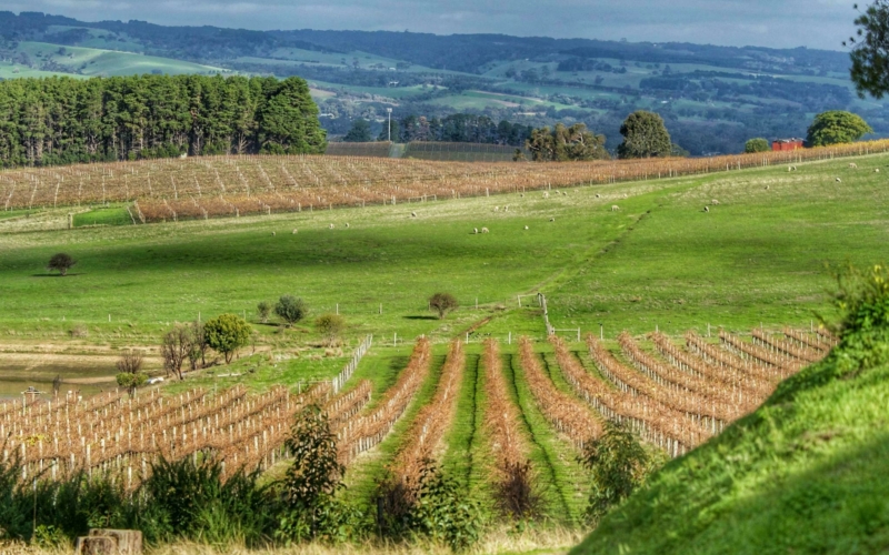 organic vineyard