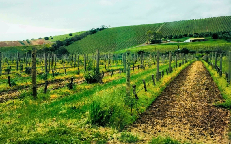 Coriole vineyard