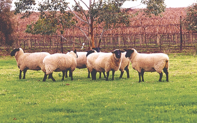 The friendly Suffolk sheep at Penny's Hill cellar door