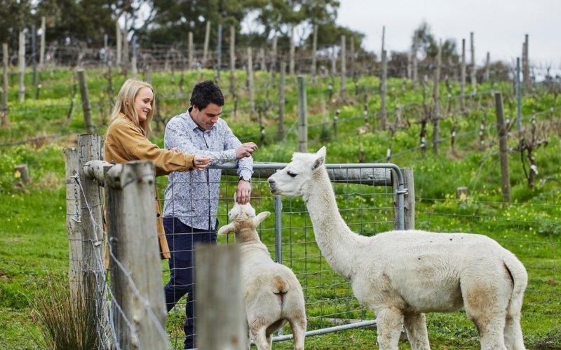 Sheep and alpacas at Gemtree Wines