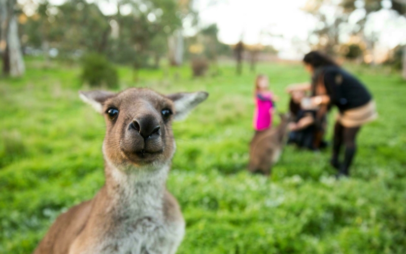 Dusty the grey kangaroo cute close up . Family with young kids in background.