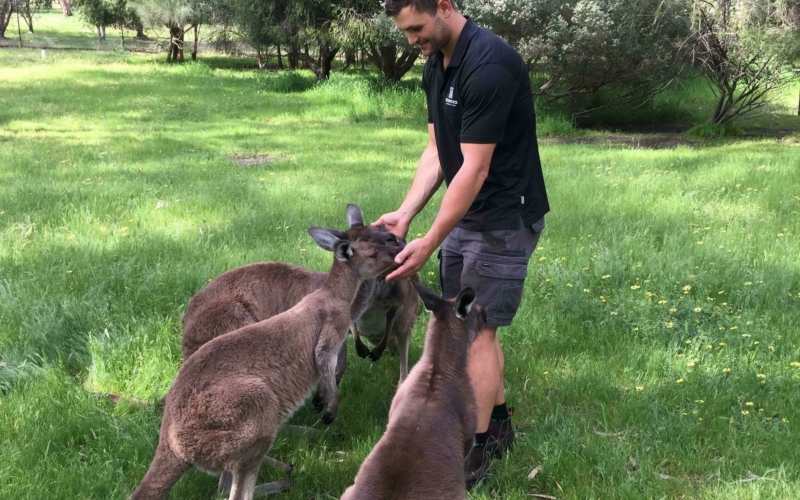 Peter Collett standing with 4 grey kangaroos, patting them under the chins.